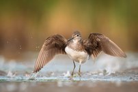 Erschreck Dich nicht...