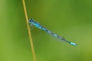 35b: Gabel Azurjungfer (Männchen)