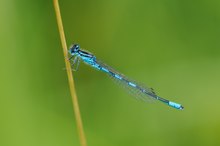 35b: Gabel Azurjungfer (Männchen)