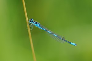 35b: Gabel Azurjungfer (Männchen)