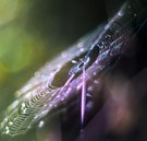 Das Netz