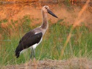 das ist ein  Jungvogel-Sattelstorch