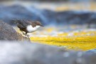 Wasseramsel