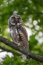 Waldohreule (juvenile)