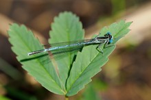 36a: Blaue Federlibelle (Männchen)