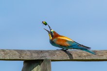 Rosenkäfer