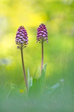 Im Orchideenwald