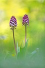 Im Orchideenwald