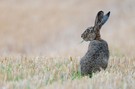 Stoppelhase