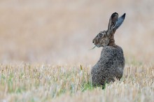 Stoppelhase