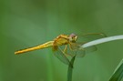Libelle