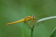 Libelle