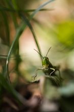 Kleine Schrecke in der Unterwelt