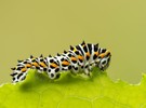 Raupe vom Schwalbenschwanz