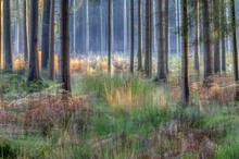Waldwischer ... im Licht.