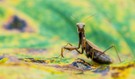 Herbst - Mantis