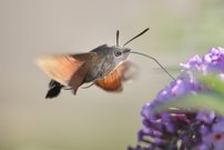 Taubenschwänzchen