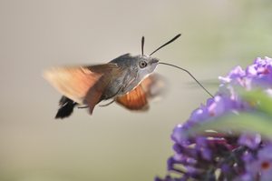 Taubenschwänzchen