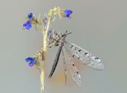 Eine Prämiere