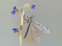 Eine Prämiere