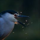 Flugzeuge im Bauch