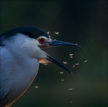 Flugzeuge im Bauch