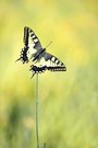 Der Sommer geht