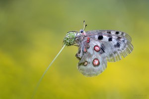 Apollofalter