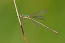 37a: Kleine Binsenjungfer (Weibchen)