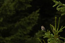 Trauerschnäpper im Ansitz