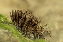 Dunkles Fadenstäubchen