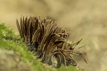 Dunkles Fadenstäubchen
