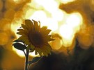 Sonne pur
