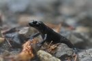 Alpensalamander