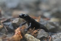 Alpensalamander