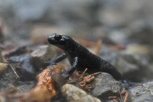 Alpensalamander