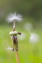 Nesthäkchen