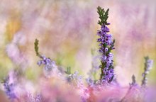 Endlich ist die Heide aufgeblüht ...,