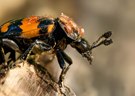 Schwarzhörniger Totengräber mit Fluggästen