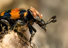 Schwarzhörniger Totengräber mit Fluggästen