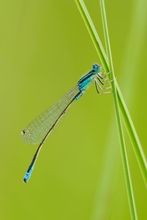 38b: Kleine Pechlibelle (Männchen)