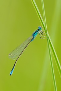 38b: Kleine Pechlibelle (Männchen)