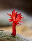 Flamme des Lebens