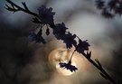 Japanische Kirschblüten im Sonnenuntergang