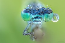 Grosse Pechlibelle