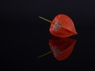 Physalis alkekengi