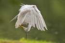 Silberreiher – Ardea alba