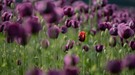 Einzelkämpferin  in Rot