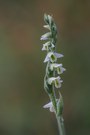 Herbstdrehwurz  (Spiranthes spiralis)