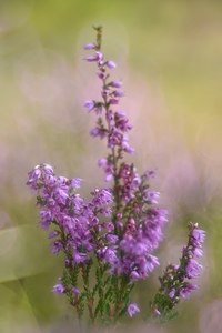 Heideimpression